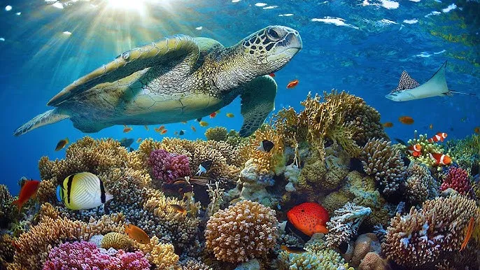 查小理 - 深蓝星球获奖纪录片海报